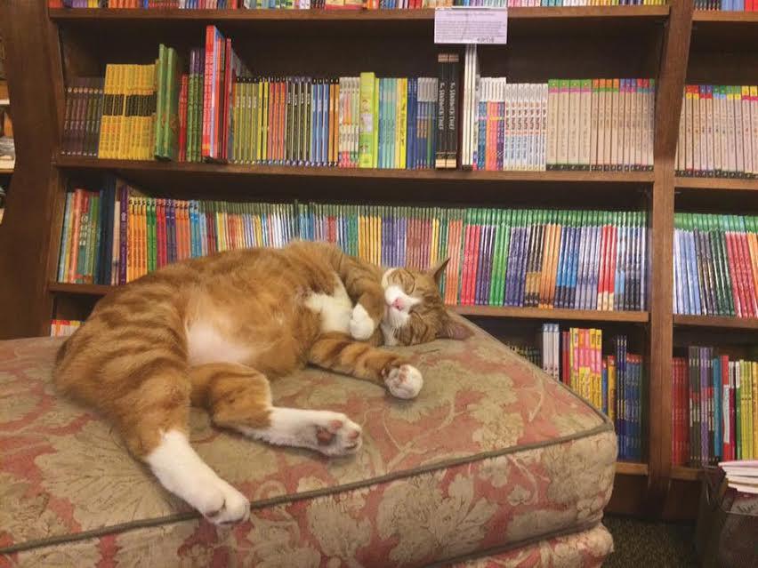 Bookstore Cats City Book Review